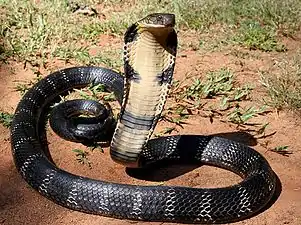 King cobra.Cambodia has many different kinds of snakes.