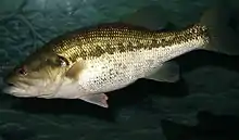 Largemouth Bass