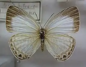 Dorsal view (female)