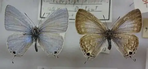 Museum specimen