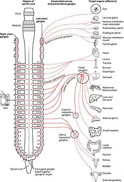 Innvervations of the sympathetic nervous system