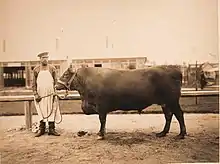 a sepia photograph of a bull