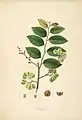 18th century illustration flora of the coast of Coromandel Coast India Plants