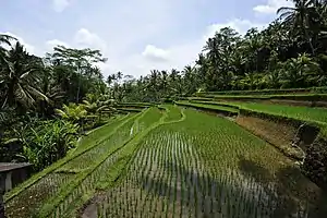 Rice terrace in Bali