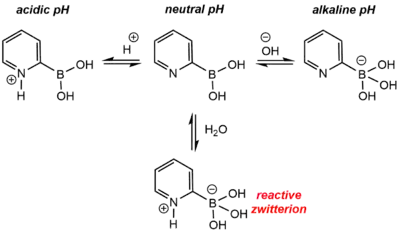 Scheme for the speciation of 2-pyridine boronic acid in aqueous solution