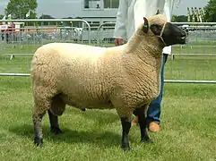 2006 UK Clun Ram of the Year