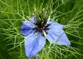 Nigelleae:Nigella damascena