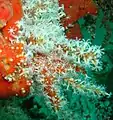 Red fingers (Alcyonium glomeratum) on Inshcape-I wreck, Khurr-Fakkan, UAE