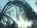 Power lines support ice-covered branches in Brunswick, New York