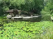 Lincoln Park Lily Pool