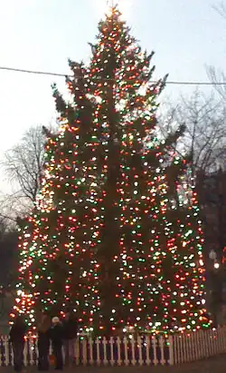 Official Christmas Tree of Boston  Massachusetts, US.