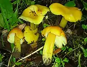 Hygrocybe flavescens