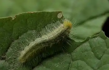 Larva