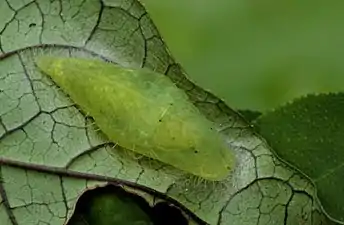 Pupa