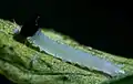 Larva (first instar)