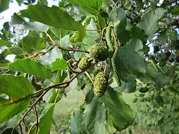 Foliage