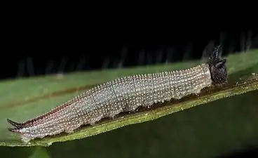 Larva (later instar)