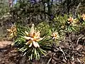 New growth and pollen cones