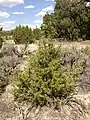 Seedling in northeastern Nevada