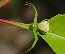 Female, dorsal view