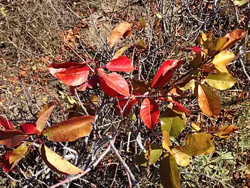 Autumn foliage