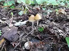 Dainty cream-coloured mushrooms growing from mulch