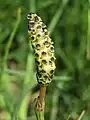 marsh horsetail