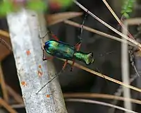 One of species in Gunung Belumut Recreational Forest.