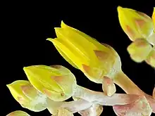 Dudleya caespitosa, the sea lettuce