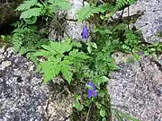 Here labeled as dark bellflower