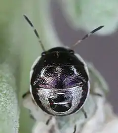 First instar nymph