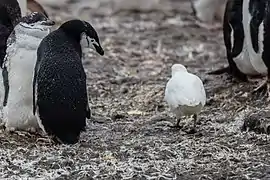 This snowy sheathbill is watched carefully by a chinstrap penguin, as they are predators of penguin chicks and eggs