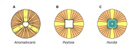 Oral cone of Peytoia nathorsti in comparison to Anomalocaris and Hurdia