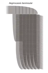 Reconstruction of the frontal appendage of Aegirocassis for comparison