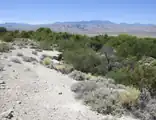 Looking west into the Mesquite Bosque at the DNR