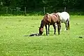 Horses near Oosterbroek