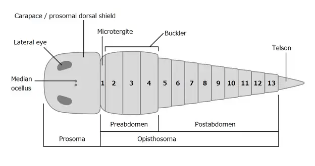 Dorsal morphology of a generalized chasmataspidid.