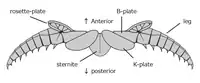 Leg and associated structures