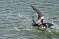 frigatebird waters in Laguna El Junco