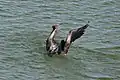 frigatebird rises from Laguna El Junco