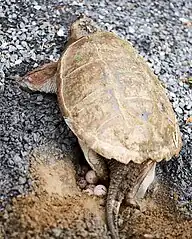 Female laying eggs