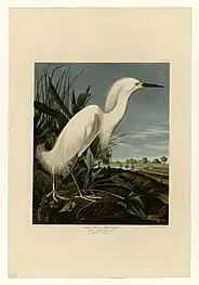 The Snowy Heron, #242