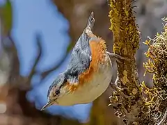 A White-browed Nuthatch, a bird species endemic to the Nat Ma Taung