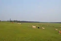 Grazing livestock near the selo of Mayya in Megino-Kangalassky District