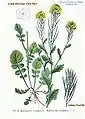 Illustration of B. vulgaris from Atlas des plantes de France. 1891