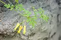 Climbing bleeding-heart (Dactylicapnos scandens or Dicentra scandens)