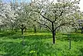 Fruit trees in bloom