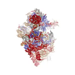 40S  subunit viewed from the solvent-exposed side, PDB identifier 2XZM