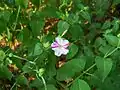 Variegated flower on a four o'clock plant.