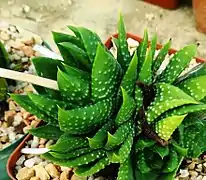 Leaf detail of compact specimen in cultivation